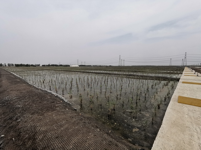 廊坊市大清河潜流湿地水质净化工程